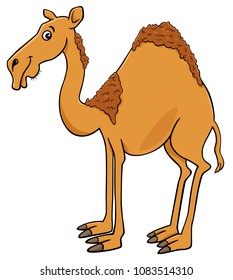 Cartoon Illustration of Dromedary Camel Animal Character