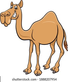 Cartoon Illustration Dromedary Camel Comic Animal Stock Vector (Royalty ...