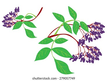 A cartoon illustration of Elderberries