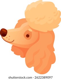 Ilustração de desenho animado com um bonitinho cachorro de poodle de damasco com pelo fofo, olhando para cima com uma expressão curiosa e suave, incorporando a jovialidade e charme