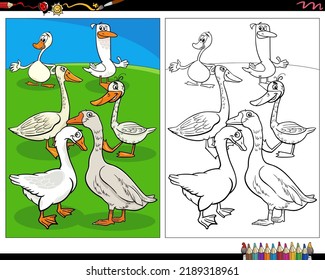 Cartoon illustration of geese birds farm animal characters coloring page