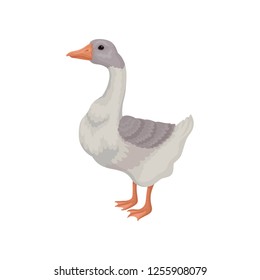 Cartoon illustration goose. Large bird with white-gray feathers and long neck. Domestic animal. Flat vector icon