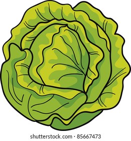 cartoon Illustration of green cabbage