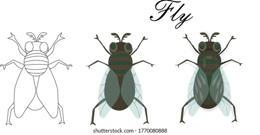 Cartoon illustration of insects, fly. flat style isolated on a white background. Vector illustration