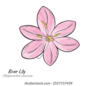 A cartoon illustration of a pink River Lily (Hesperantha coccinea). River lily illustration. Perfect for botanical designs, floral-themed projects, gardening guides, or nature-inspired art