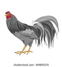 Cartoon illustration of a rooster isolated on white