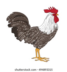 Cartoon illustration of a rooster isolated on white