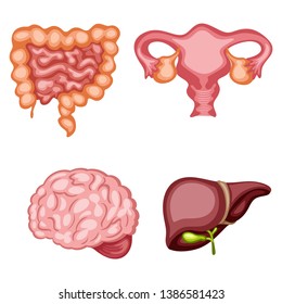 Cartoon Illustration Set of Human Internal Organs. Vector Illustration of a Brain, Liver, Ovary and Intestine Isolated on White Background