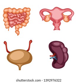 Cartoon Illustration Set of Human Internal Organs. Vector Illustration of a Bladder, Intestine, Spleen and Ovary Isolated on White Background