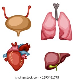 Cartoon Illustration Set of Human Internal Organs. Vector Illustration of a Bladder, Liver, Ovary and Heart Isolated on White Background