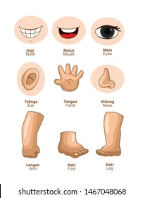 cartoon illustration set of limbs, ears, eyes, nose, hands, feet, etc., isolated vector on a white background.