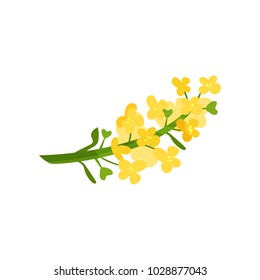 Cartoon illustration of small yellow flowers on green stalk. Wild blooming herb. Floral or botanical theme. Flat vector element for concept about rapeseed oil