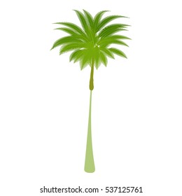 Cartoon illustration of thin palm tree vector icon for web