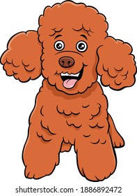 Cartoon illustration of toy or miniature poodle purebred dog animal character