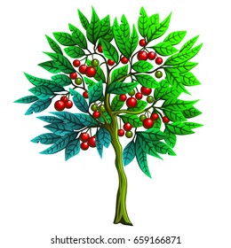 Cartoon Illustration of a tree with red berries, cherry tree.