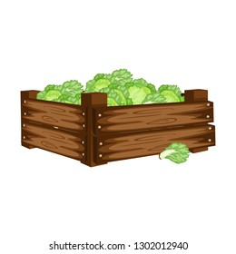 Cartoon Illustration of Wooden Box with Ice Lettuce. Veggies in Big Wooden Container Vector Isolated on White Background