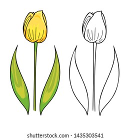 Cartoon illustration of the yellow tulip, isolated vector floral element on the white background, summertime and springtime, a beautiful outline flower