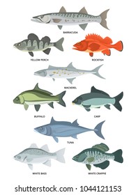 Cartoon Illustrations Freshwater Ocean Fishes Vector Stock Vector ...