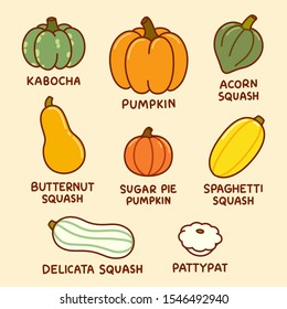 Cartoon infographic drawing of different types of pumpkin and squash. Autumn harvest vegetables, vector clip art illustration set.