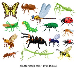 Los insectos de dibujos animados. Mariposa, escarabajo, araña, mariposa y oruga, insectos de entomología silvestre. Un conjunto de ilustraciones vectoriales de insectos de fauna silvestre de naturaleza suave. Grasshopper y mariposa, libélula de insectos