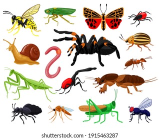 Cartoon insects. Wood and garden cute insects, butterfly, caterpillar, spider, ladybug and wasp. Bugs insects mascots vector illustration set. Mosquito and butterfly, worm and dragonfly