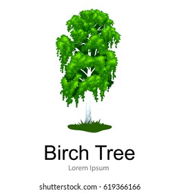 Cartoon isolated birch summer tree on a white background icon, outdoor park with branch, leafs on green grass vector illustration