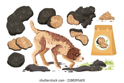 Cartoon isolated Lagotto Romagnolo dog hunting for truffle tubers, packaging with organic aroma product for cooking, fungi cut in half and slices. Black truffle mushroom set vector illustration