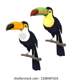 Cartoon isolated mexican toucan birds. Mexico, Costa Rica or South America wild nature fauna, amazonian rainforest toucan bird with long beak, zoo exotic tropical jungle animal