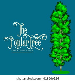 Cartoon isolated poplar summer tree on a white background icon, outdoor park with branch, leafs on green grass vector illustration
