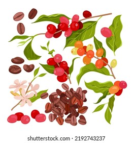 Cartoon isolated red ripe berry fruit on branches, flowers and green leaf on twig, plants from farm plantation and pile of roasted grain seeds. Coffee set vector illustration