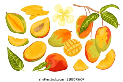 Caricatura aislada de fruta madura y verde sin madurar, mango entero y cortado a la mitad con tajada y rodajas cúbicas para comer, rama de fruta tropical con cosecha, flor y hojas. Ilustración vectorial de conjunto de mangos