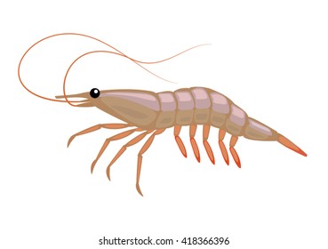 cartoon isolated shrimp