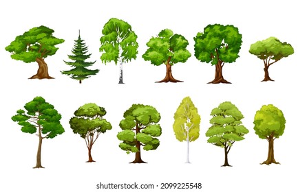 Cartoon isolated vector trees. Forest and garden green trees. Coniferous and deciduous plants, oak, birch and spruce or pine isolated landscape objects. Spring, summer foliage