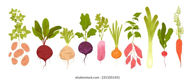 Cartoon isolated vitamin tubers and green leaf, growing in garden food ingredients collection with leek celery onion potato radish beetroot carrot batatas. Root vegetables set vector illustration