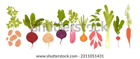 Cartoon isolated vitamin tubers and green leaf, growing in garden food ingredients collection with leek celery onion potato radish beetroot carrot batatas. Root vegetables set vector illustration