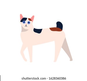 Cartoon japanese bobtail cat breed vector flat illustration. Cute purebred domestic animal isolated on white background. Exotic funny pet with short docked tail