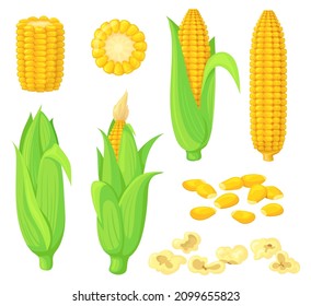 Cartoon kernels maize. Green corncob with leaf, ear golden corn, grain sweetcorn, cob vegetable plant, white seed popcorn, sweet meal, isolated clipart vector illustration. Corncob and maize vegetable