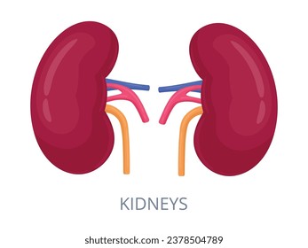 Riñones de dibujos animados. Órganos humanos internos, sistema urinario dobla la ilustración del vector plano de órganos. Plan de anatomía interna