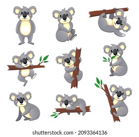Cartoon koala bear vector characters, funny koala eating and playing on eucalyptus tree branch. Cute Australian animals, gray bears in different poses, standing, sitting, climbing, sleeping, foraging