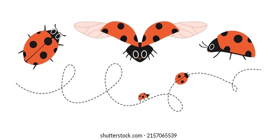 Cartoon ladybugs in different angles. Dotted line flying insects. Vector illustration of a red bug with wings, top and side and front. Hand drawn red spotted bug isolated.