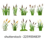 Cartoon lake aquatic plants. Swamp cattails, marsh reed and blooming bulrush vector illustration set. Wild nature bear pond or river with foliage. Outdoor riverside flora environment