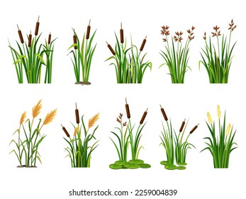 Cartoon lake aquatic plants. Swamp cattails, marsh reed and blooming bulrush vector illustration set. Wild nature bear pond or river with foliage. Outdoor riverside flora environment