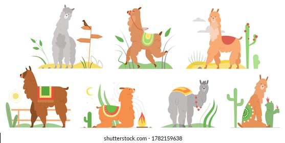 Ilustraciones de vectores planos de lama de dibujos animados. Caracteres alpaca de llamas cúrcutas sonriendo, caminando, saltando, durmiendo en el paisaje del desierto del Perú con cactús. Colección de animales de lama divertidos de México aislados en blanco