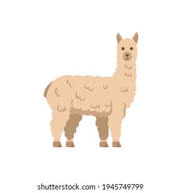 Cartoon lama on a white background.Flat cartoon illustration for kids.