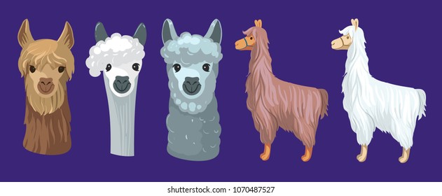 Cartoon lama. Vector illustration