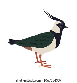 Cartoon lapwing icon on white background. Vector illustration.