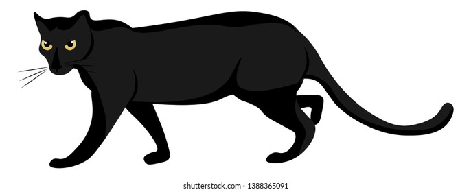 Cartoon of a large wild black cat with short legs  long body  a big skull  florescent eyes  whiskers  and a long tail is walking  vector  color drawing or illustration
