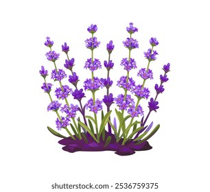 Cartoon lavender flowers in full bloom growing in a garden, field or meadow soil. Isolated vector vibrant blossoms, herbs or plant bunch for aromatherapy, cosmetics, oil and natural health products