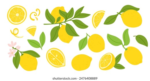 Cartoon lemons. Exotic sour juicy fruit. Yellow citrus. Citric whole and slices. Fragrant zest. Natural twigs with leaves and flowers. Citron branches. Tropical plant