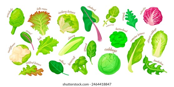 Cartoon lettuce salad leaves. Vegetarian salad isolated leaves, artichoke kale iceberg chicory leaf broccoli spinach, garden green vegetables ingredients, neat vector illustration of food isolated